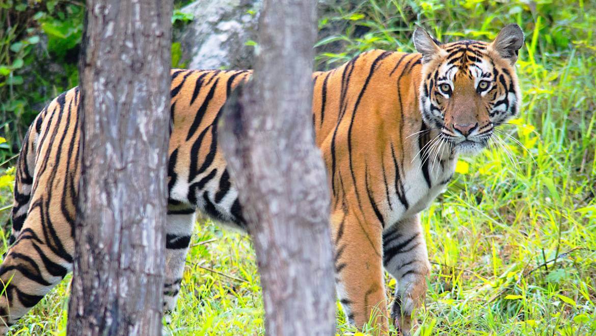 15 Best Jungle Safari Destinations in South India