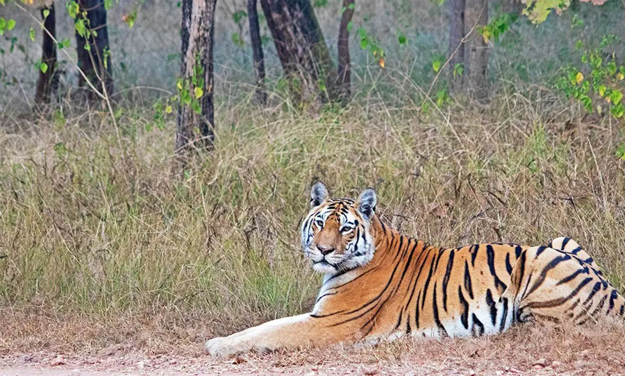 Pench Tiger Reserve Encourages Monsoon Wildlife Safari