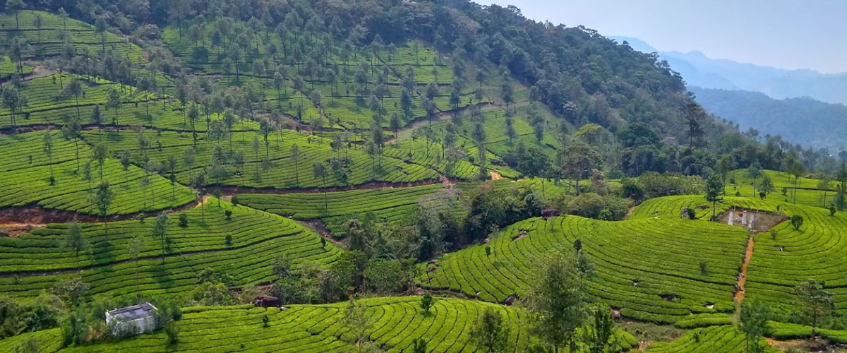 Kerala-Munnar2
